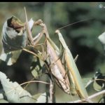 a pair of mating Praying Mantids (also written as Mantises)