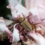 picture of some Rose Chafer adults