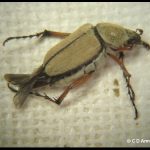 a Rose Chafer (type of scarab beetle)