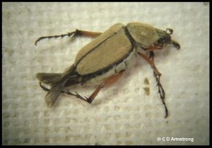 a Rose Chafer (type of scarab beetle)