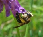 Example of a solitary bee, visiting flowers of Purple Vetch / Cow Pea