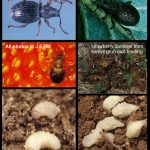 Strawberrry Root Weevil - larval and adult stages