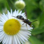 another example of a Vespid wasp, on a Daisy Fleabane flower head