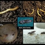 Wireworms - adults turn into Click Beetles