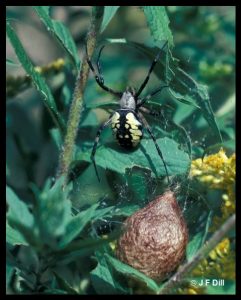 a Black and Yellow Argiope - also called a Black and Yellow Garden Spider or just a Yellow Garden Spider