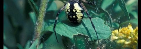 a Black and Yellow Argiope - also called a Black and Yellow Garden Spider or just a Yellow Garden Spider