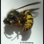 a Common Aerial Yellowjacket