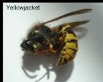a yellowjacket and European Hornet - two photos side by side for easy comparison