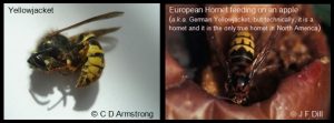 side-by-side photos of a Yellowjacket and a European Hornet, for comparative purposes