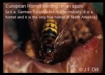 side-by-side photos of a Yellowjacket and a European Hornet, for comparative purposes