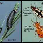 Photo of Asparagus Beetles (larvae in the left photo and two adults in the right photo, both a common asparagus beetle and a spotted asparagus beetle)