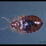 Photo of an adult bed bug