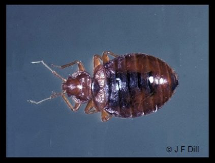 Bed Bugs - Home And Garden Ipm From Cooperative Extension - University 