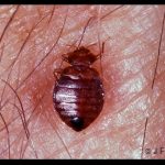 photo of an adult bed bug