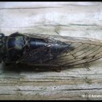 Photo of an annual cicada in Etna, Maine