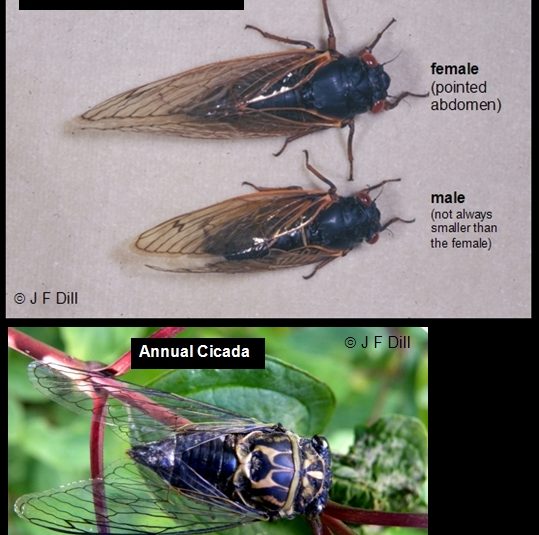 Cicadas - Home and Garden IPM from Cooperative Extension - University ...