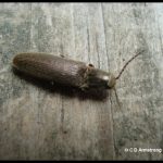 Photo of a Click Beetle