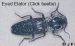 an Eyed Elater or Eyed Click Beetle