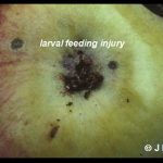 photo showing some feeding damage to an apple by a codling moth larva