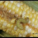 Photo of a corn earworm larva at the end of an ear of corn.