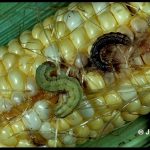 Photo of a pair of corn earworm larvae on an ear of corn.