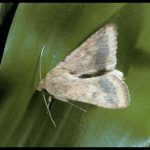 Photo of a corn earworm moth