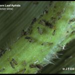 Closeup view of several Corn Leaf Aphids