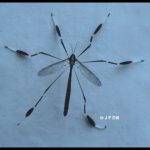 a type of Crane Fly known as a Phantom Crane Fly (Family Ptychopteridae)