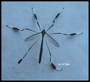 a type of Crane Fly known as a Phantom Crane Fly
