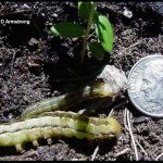 Photo of two types of cutworm called False Armyworm, beside a U.S. dime for scale purposes.