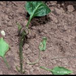 Cutworm larva feeding on a pepper plant