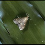 photo of a European corn borer moth