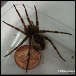 picture of a Fishing Spider