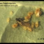 Green Peach Aphids