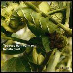 Photo of a Tobacco Hornworm on a tomato plant