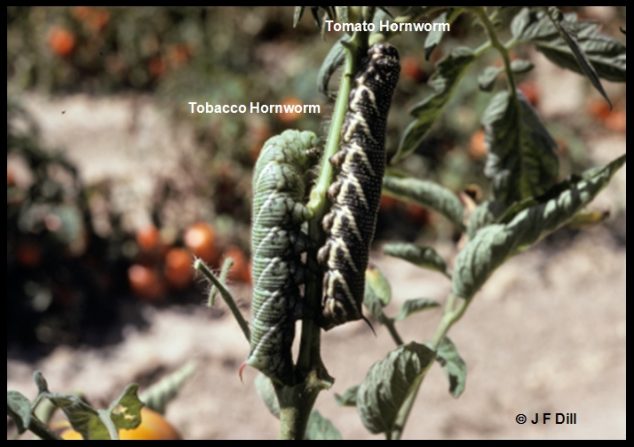 Hornworms Home And Garden Ipm From Cooperative Extension University Of Maine Cooperative 3792