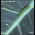 Photo showing both an egg and a mature larva of the Imported Cabbageworm