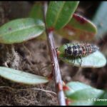 Photo of a ladybug larva on a cranberry leaf
