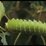 Luna Moth - caterpillar stage