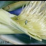Northern Corn Rootworm Beetle in the silks of an ear of corn