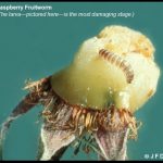 a Raspberry Fruitworm larva feeding on a golden raspberry