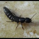 Species of rove beetle (possibly Ocypus nitens)