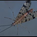 a Scorpionfly