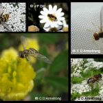 Syrphid Flies - also called Flower Flies or Hover Flies