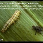 Tachina (Tachinid) Fly (most members act as parasitoids on caterpillars, beetles, grasshoppers, etc.)