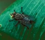 Photo of a Tachinid Fly