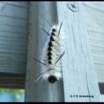 Photo of a Hickory Tussock Moth caterpillar