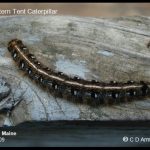 A mature Eastern Tent Caterpillar (Central Maine: June 24th)