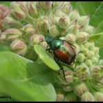 Japanese Beetle on a milkweed plant