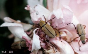Rose Chafers